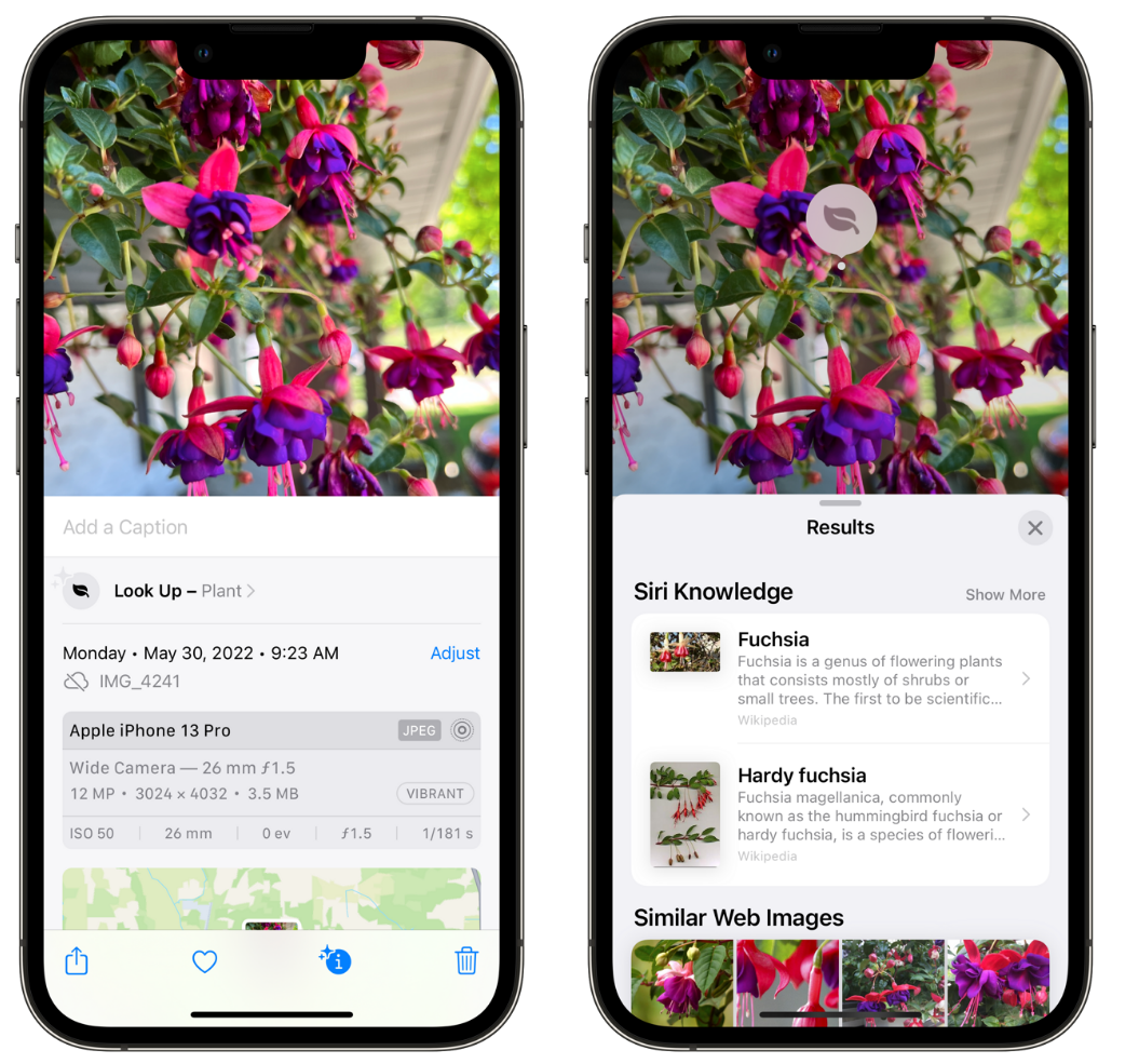 古冶苹果手机维修分享小技巧：使用 iPhone 相机识别花卉植物 